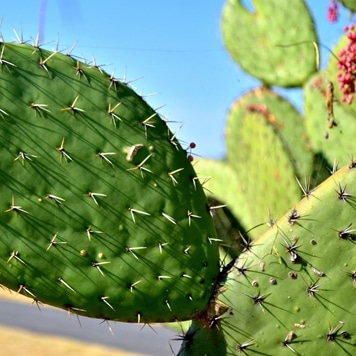cactus nopal