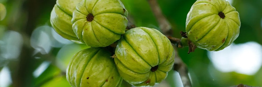 garcinia cambogia portada
