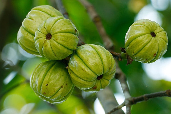 que es la garcinia cambogia