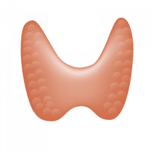 Ilustración de la glándula tiroides